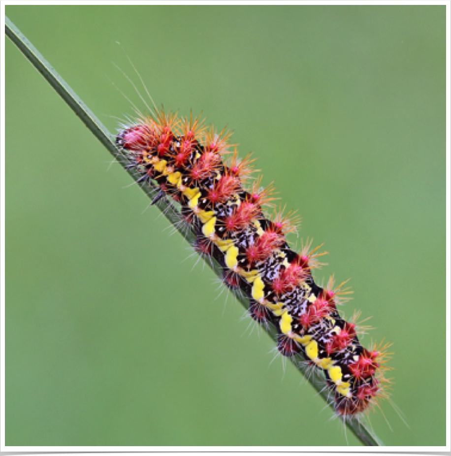 Acronicta oblinita
Smeared Dagger (Smartweed Caterpillar)
Perry County, Alabama Acronicta oblinita
Smeared Dagger (Smartweed Caterpillar)
Perry County, Alabama